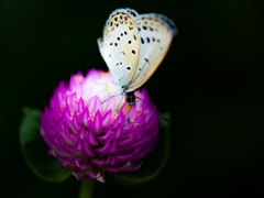 花と蝶と明と暗と