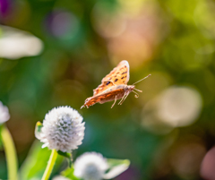 やっと飛んだキタテハ