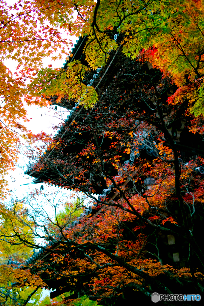 真如堂紅葉1