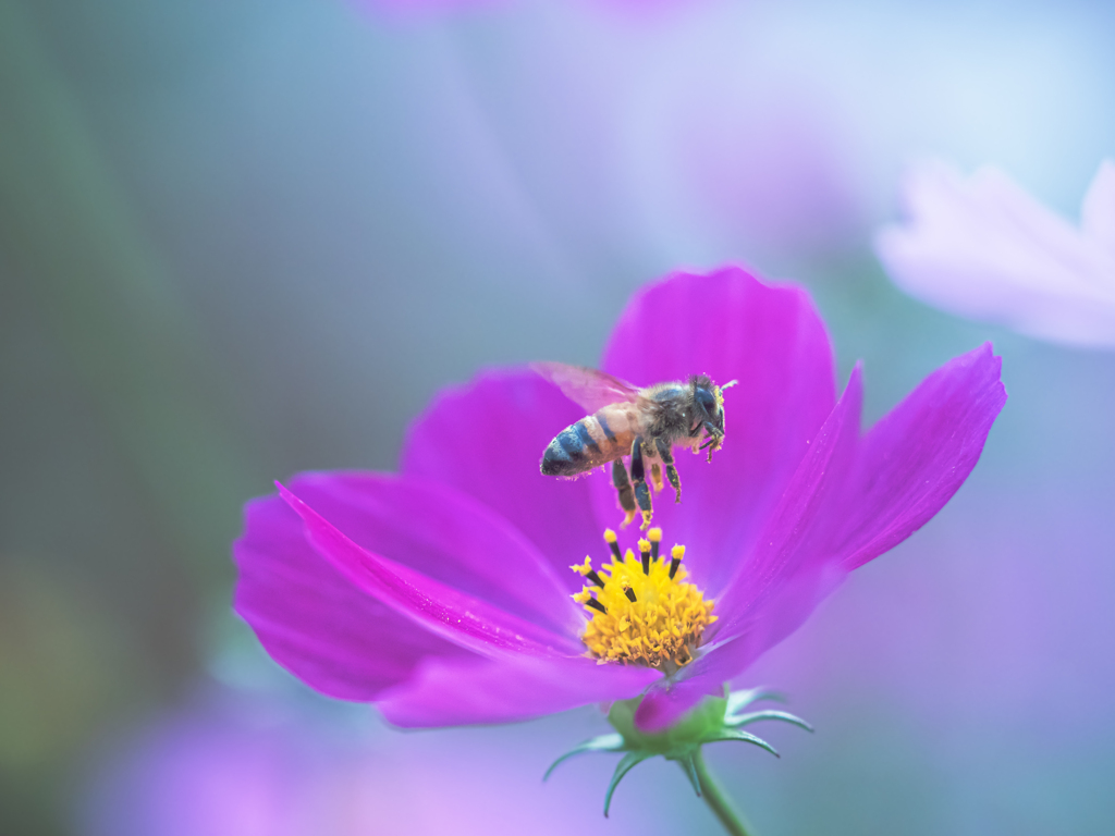 光射す花に蜂に