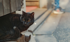 街角野良黒猫