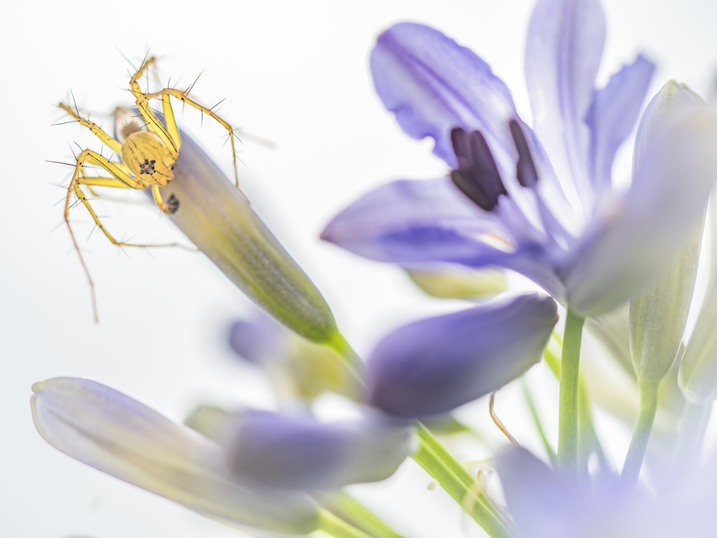 アガパンスパイダーⅢ