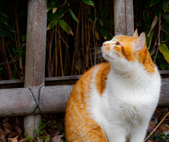あの鳥食べたいにゃ〜