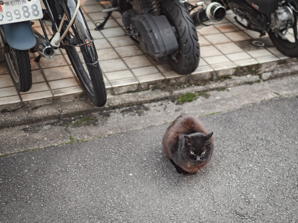黒猫と思って撮った猫