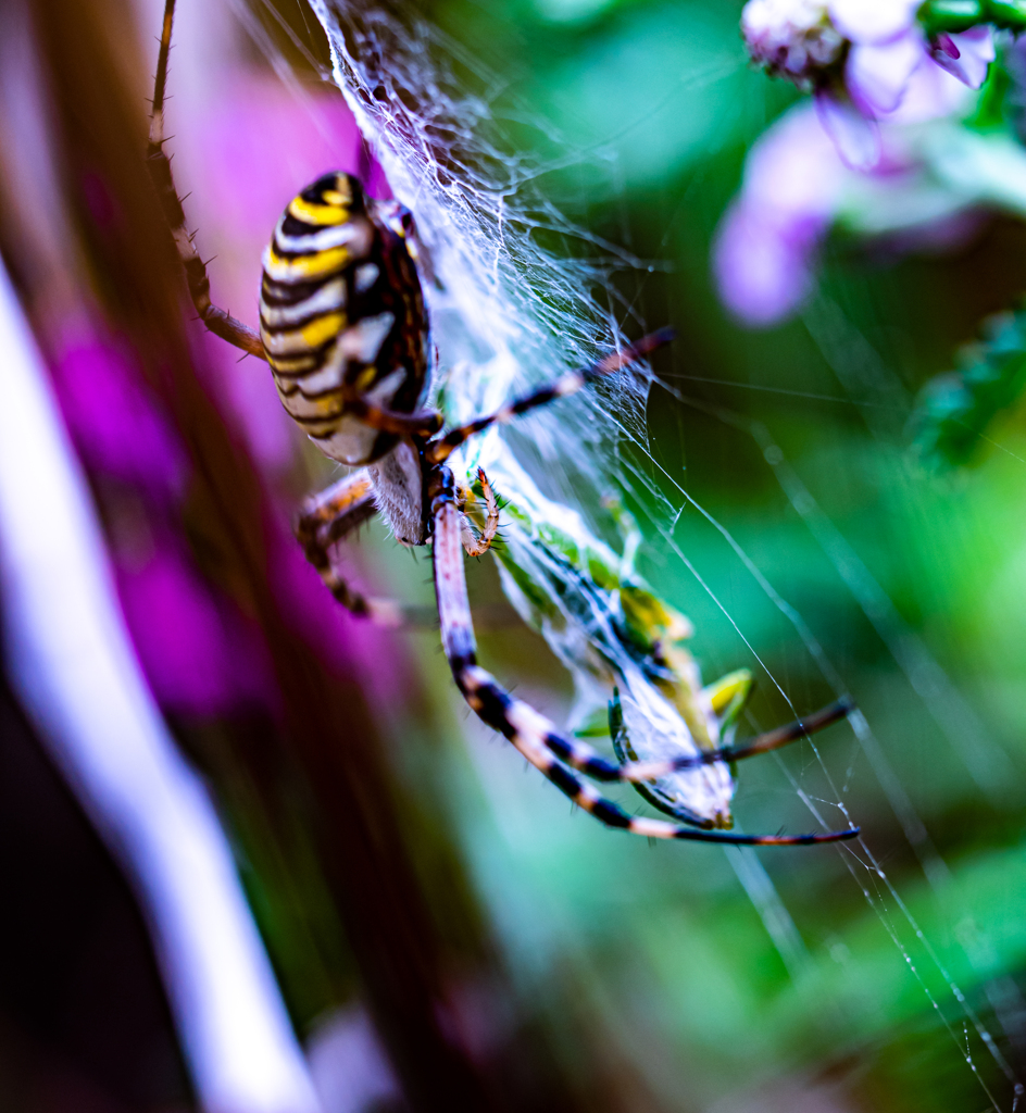 獲物を獲た蜘蛛