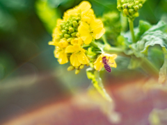 ひさしぶりだねミツバチくん