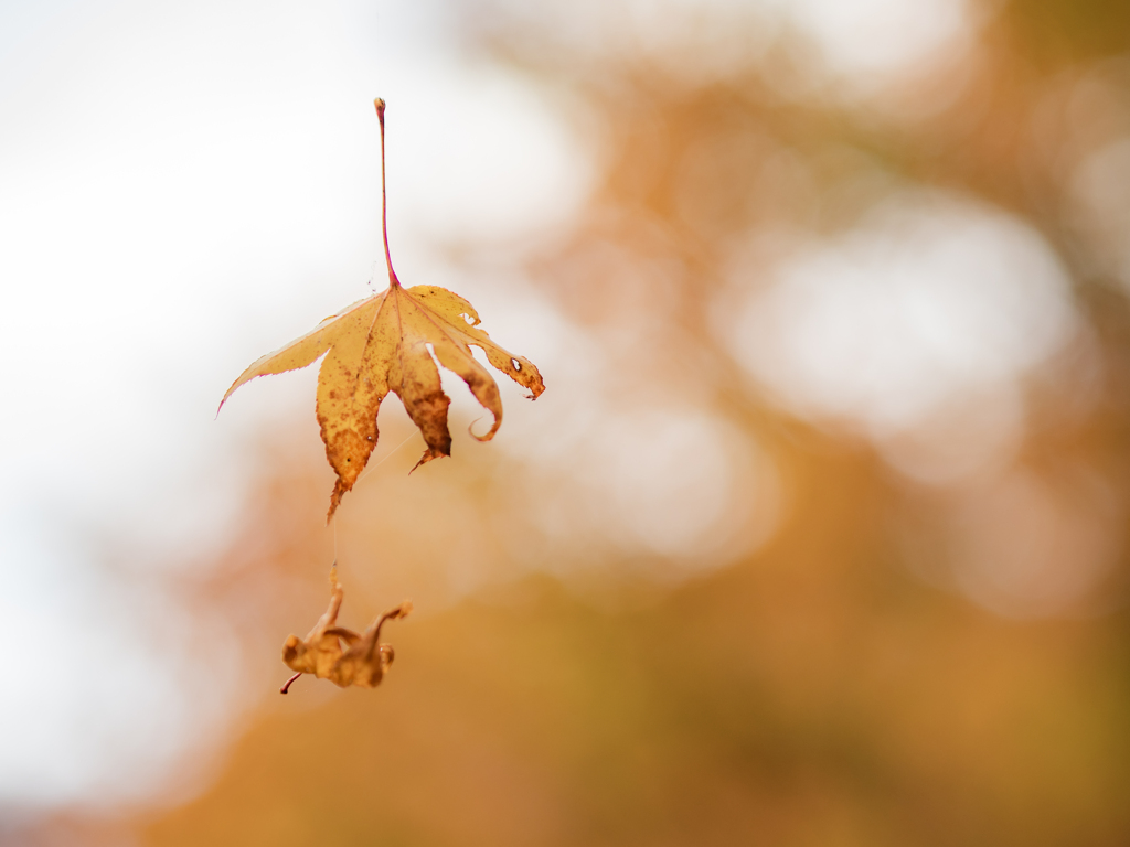 黄色の紅葉の宙ぶらりん