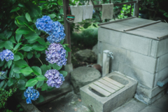 神社の井戸と紫陽花