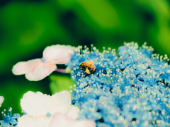 紫陽花に小さな蜂