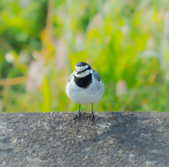 河原のセキレイさん