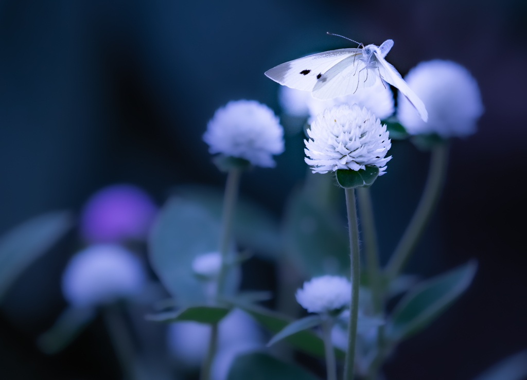 モンシロチョウと白い花