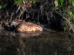あっ！！ヌートリアだぬ〜