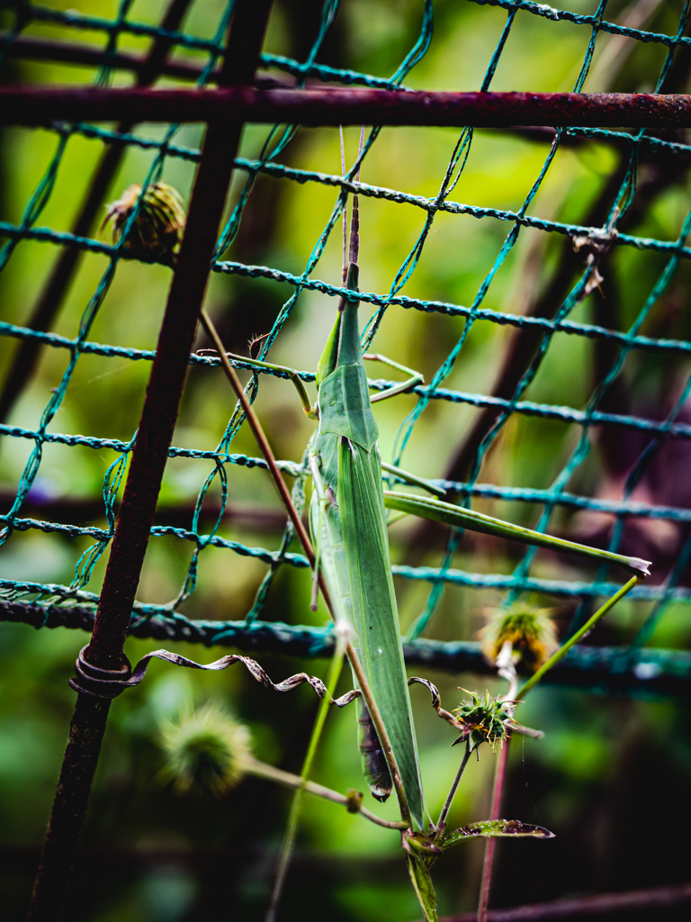 網を掻い潜るバッタ