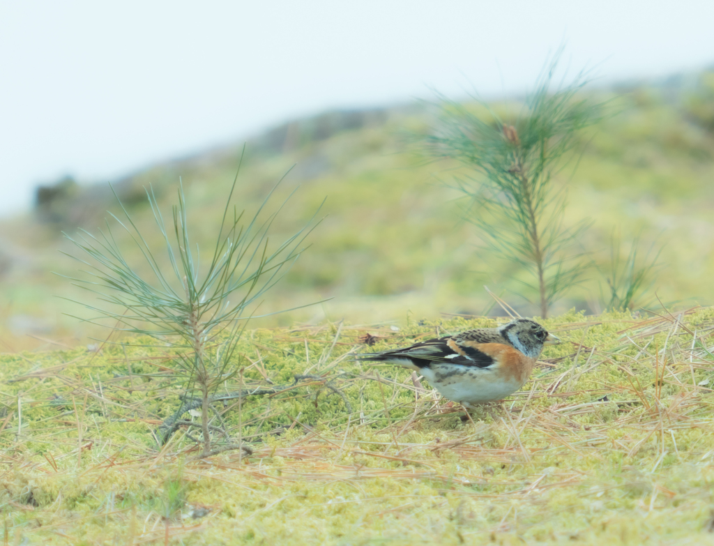 君は・・・何だったっけ？？