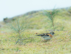 君は・・・何だったっけ？？