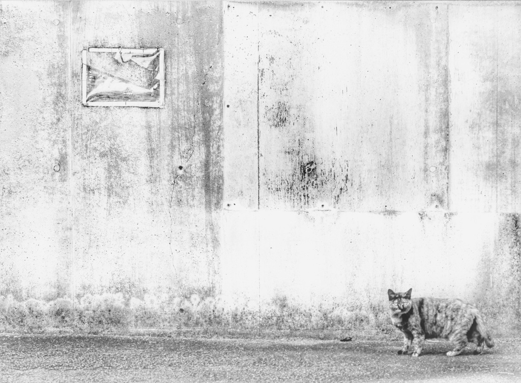 壁際の猫