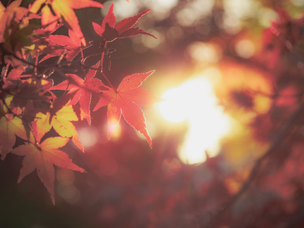 紅葉逆光