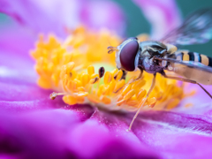 お食事中のホソヒラタアブ