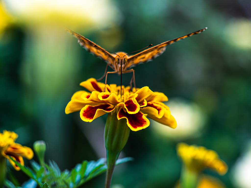 Focus on the antennae