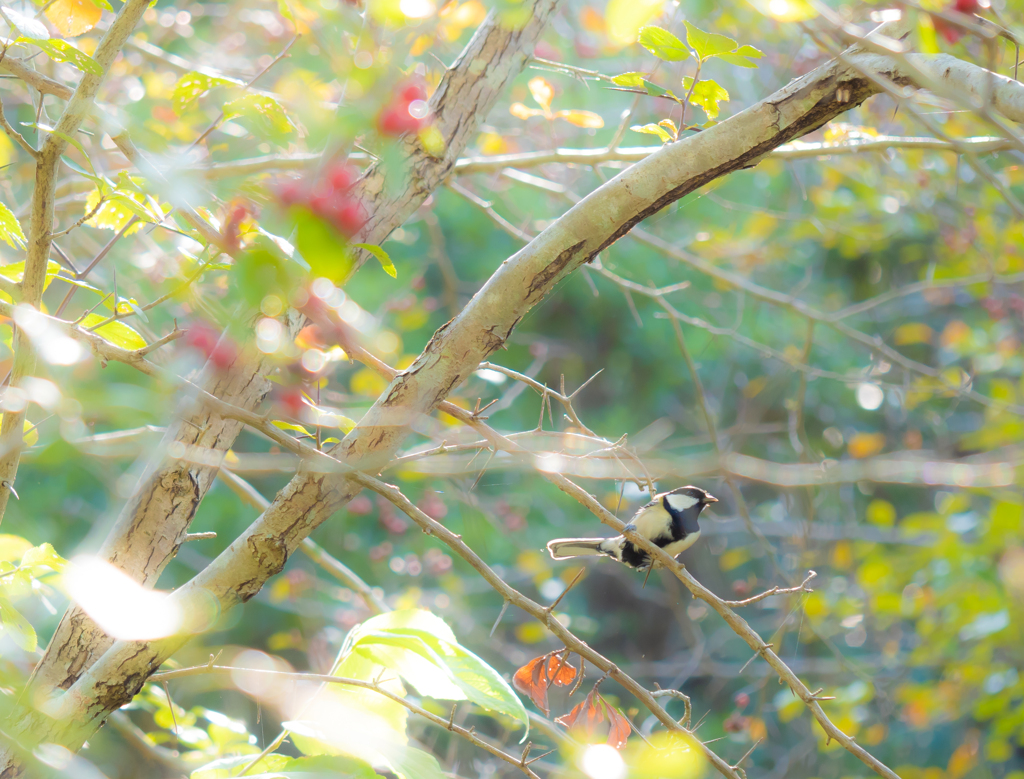 鳥が可愛いと思う年頃