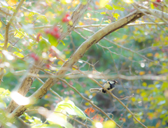 鳥が可愛いと思う年頃