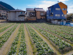 畑とツートンカラーの家