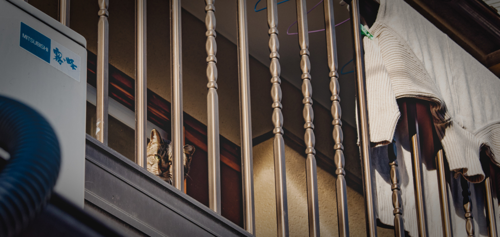 ベランダから私を見下ろす猫様