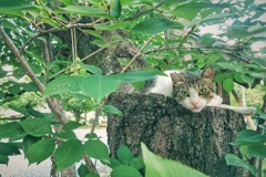 神社の猫　最近の定位置
