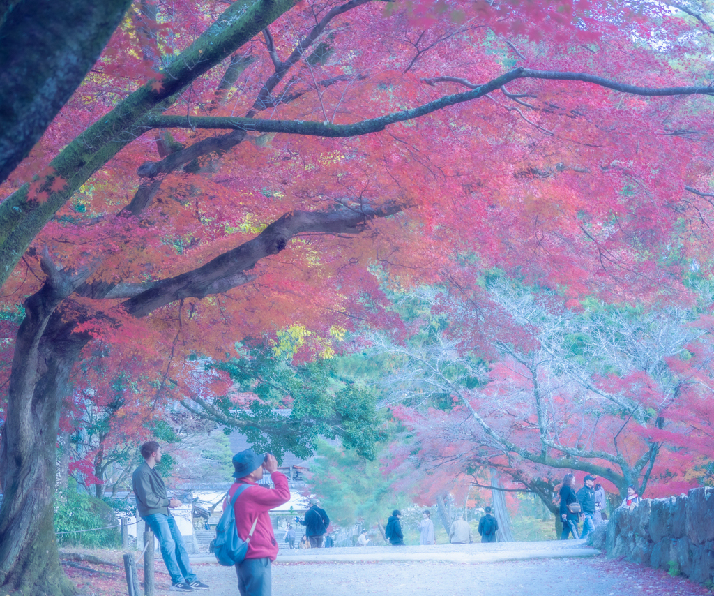 紅葉とハンサム外国人