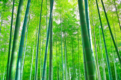 竹林