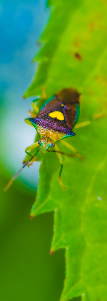 幸せのハートカメムシ栞