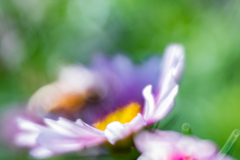 コスモスを描く