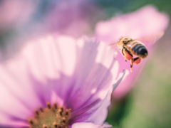ブンブンブン蜂が飛ぶ♪♪