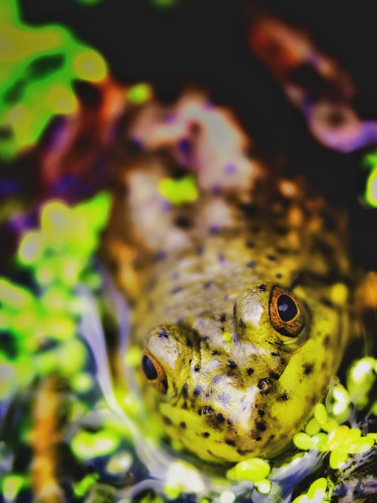 Frog in the pond