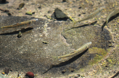 泳ぎ回る小魚達