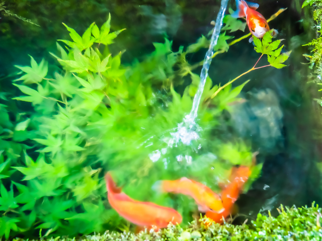 青紅葉赤金魚