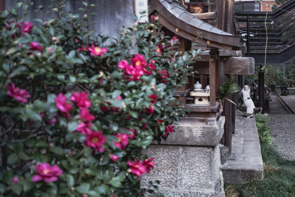 山茶花と猫ジャンプ