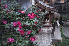 山茶花と猫ジャンプ