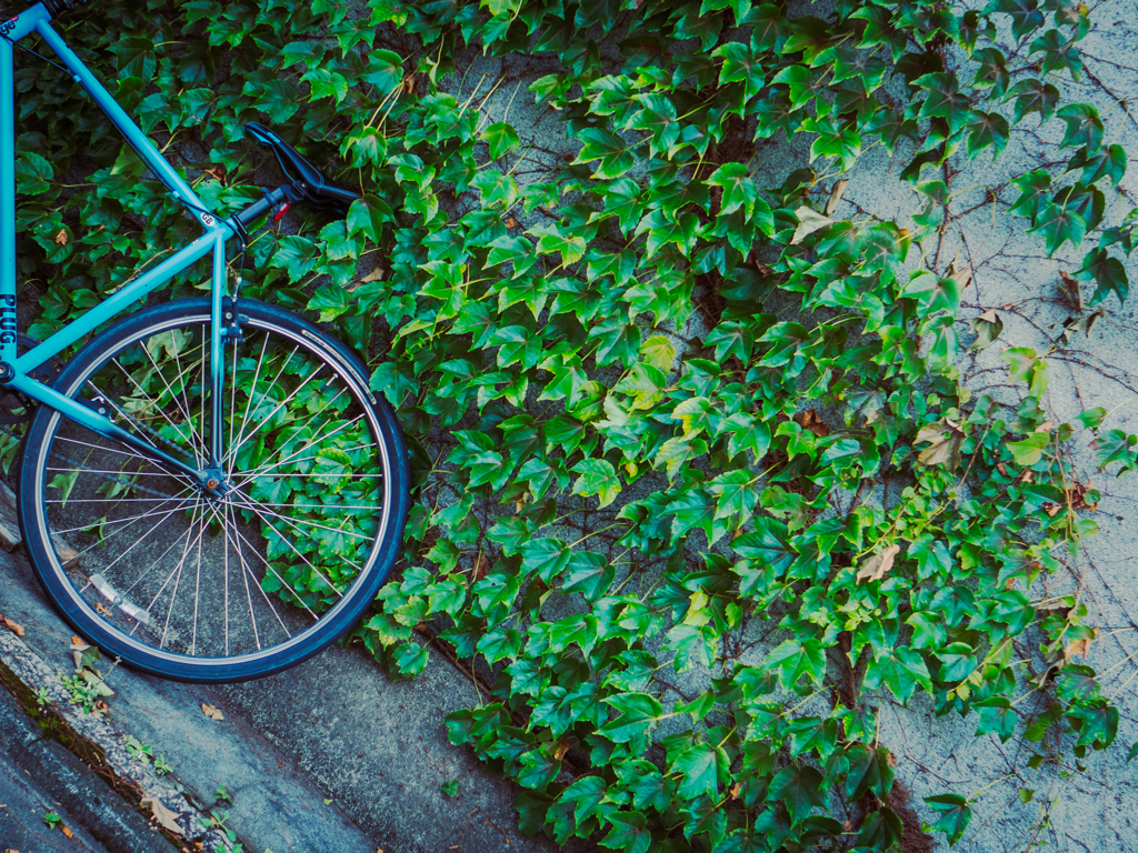 蔦 ✕ 自転車