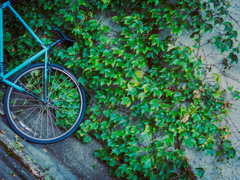 蔦 ✕ 自転車 蔦 ✕ 自転車