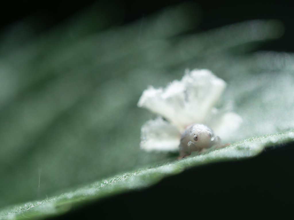 へんてこ虫正面
