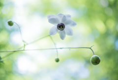 植物園のレンゲショウマ