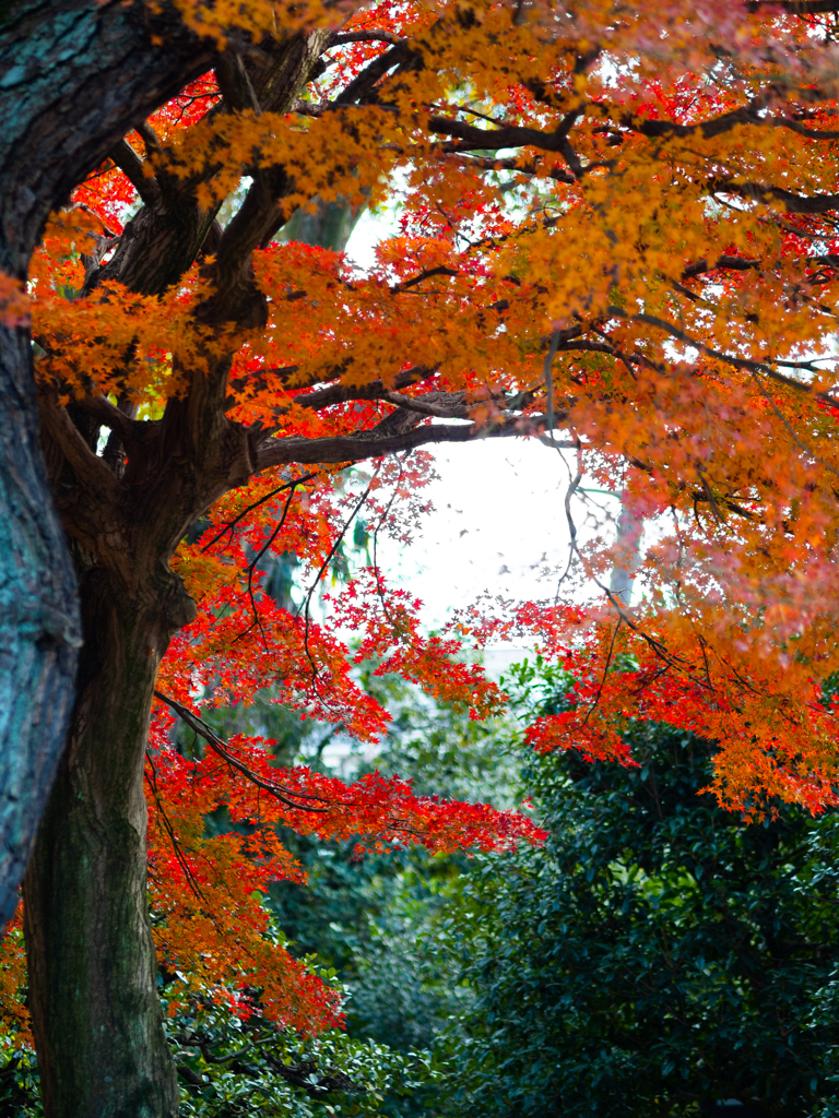 まだ見頃な紅葉