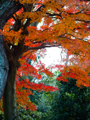 まだ見頃な紅葉
