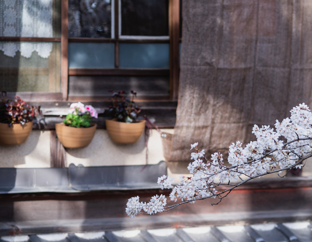 一振りの桜