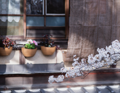 一振りの桜
