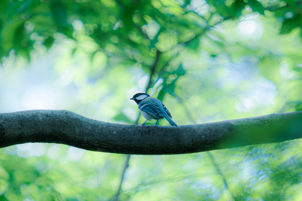 ボク、シジュウカラ。