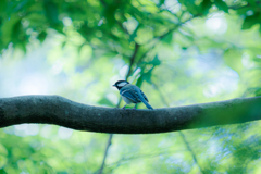 ボク、シジュウカラ。