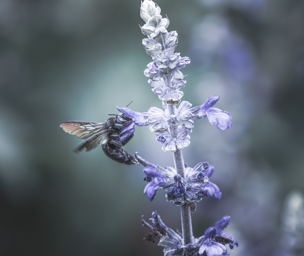 ラベンダーと黒い熊蜂