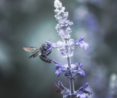 ラベンダーと黒い熊蜂